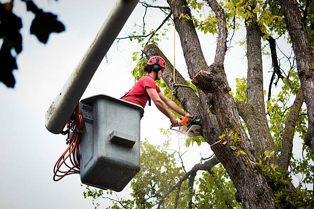  Freeport, NY Tree Removal and Landscaping Services Pros